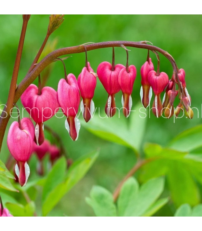 Dicentra spectabilis 'Rose'
