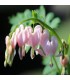 Dicentra spectabilis 'Cupid'