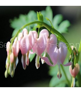Dicentra spectabilis 'Cupid'