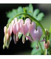Dicentra spectabilis 'Cupid'