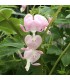 Dicentra spectabilis 'Cupid'