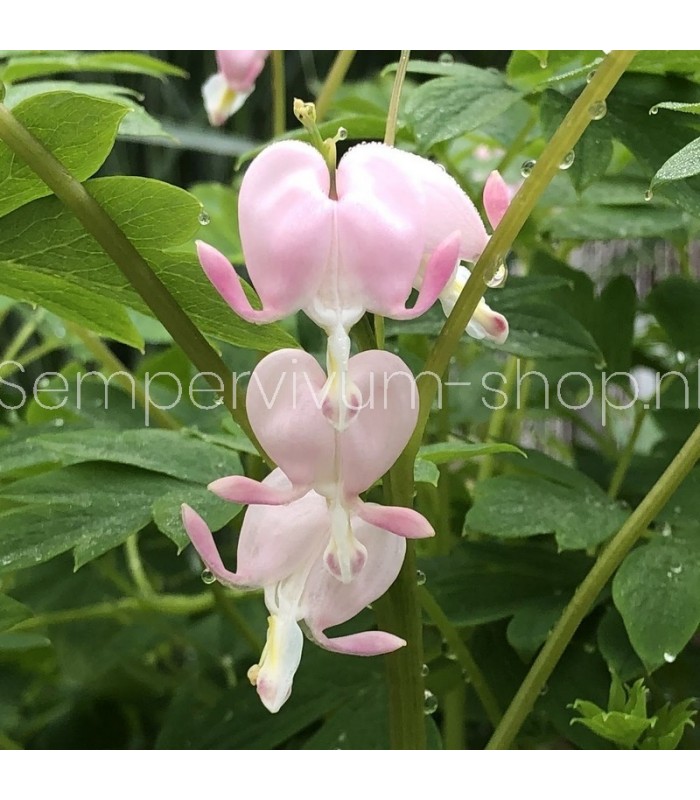 Dicentra spectabilis 'Cupid'
