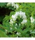 Dicentra spectabilis 'White'