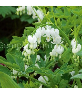 Dicentra spectabilis 'White'