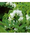 Dicentra spectabilis 'White'