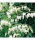 Dicentra spectabilis 'White'