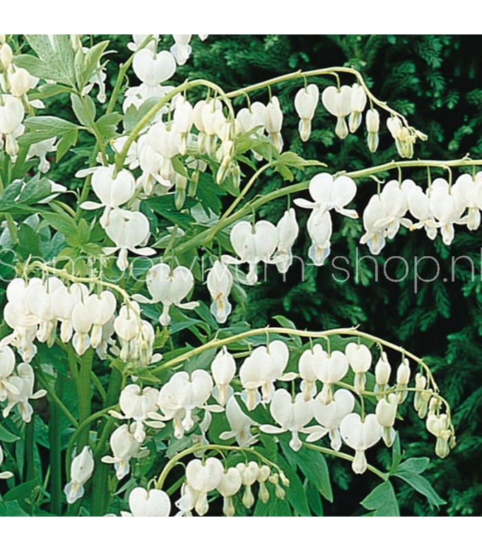 Dicentra spectabilis 'White'