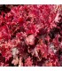Heuchera 'Melting Fire'