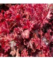 Heuchera 'Melting Fire'