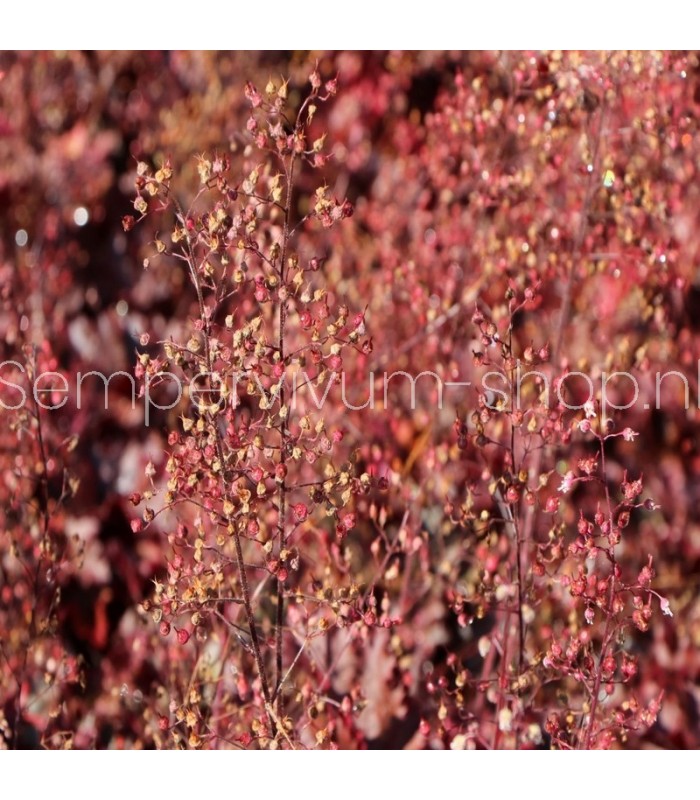 Heuchera 'Melting Fire'
