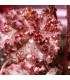 Heuchera 'Melting Fire'