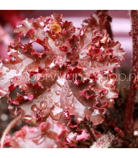 Heuchera 'Melting Fire'