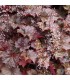 Heuchera micrantha 'Palace Purple'