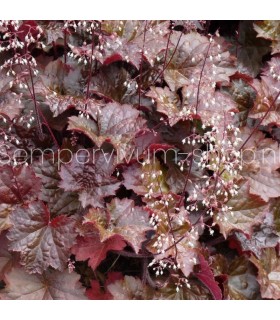 Heuchera micrantha 'Palace Purple'