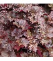 Heuchera micrantha 'Palace Purple'