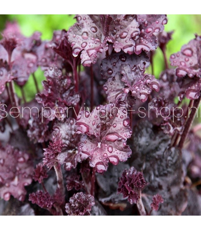 Heuchera micrantha 'Palace Purple'