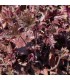 Heuchera micrantha 'Palace Purple'
