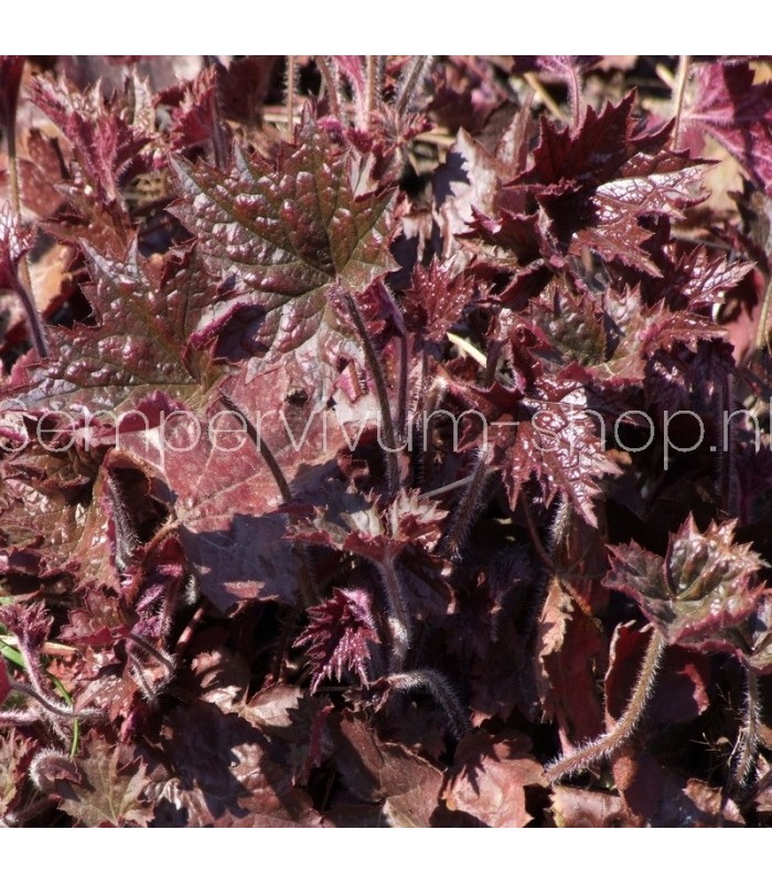Heuchera micrantha 'Palace Purple'