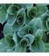 Hosta 'Blue Mouse Ears'