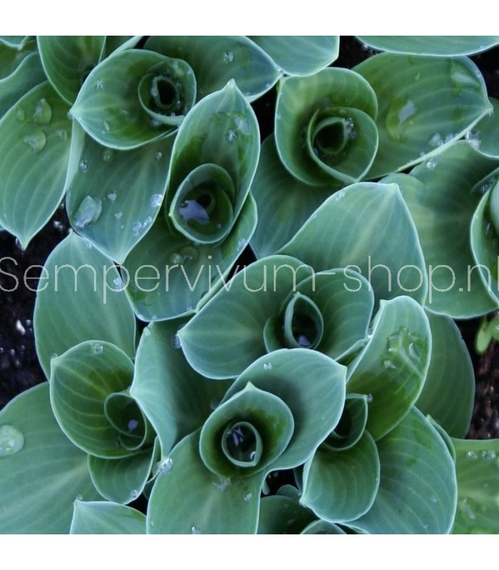 Hosta 'Blue Mouse Ears'