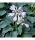 Hosta 'Blue Mouse Ears'