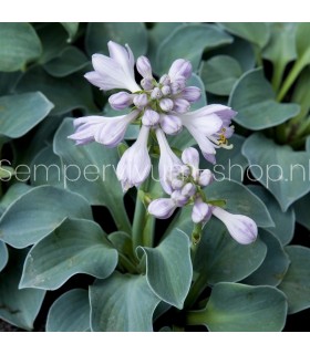 Hosta 'Blue Mouse Ears'