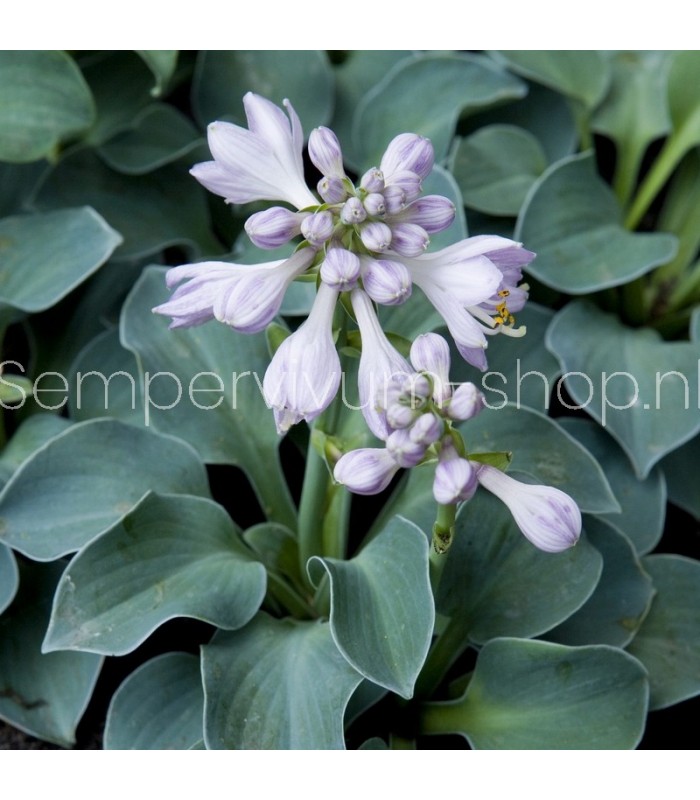 Hosta 'Blue Mouse Ears'