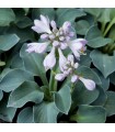 Hosta 'Blue Mouse Ears'