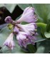 Hosta 'Blue Mouse Ears'