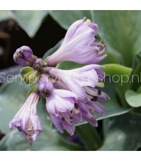 Hosta 'Blue Mouse Ears'