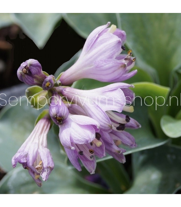 Hosta 'Blue Mouse Ears'