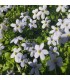 Isotoma fluviatilis