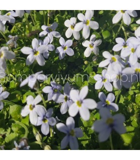 Isotoma fluviatilis