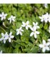 Isotoma fluviatilis