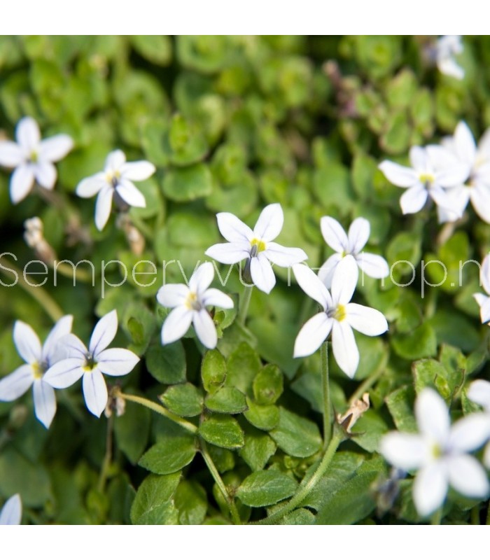 Isotoma fluviatilis