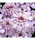 Iberis sempervirens 'Pink Ice'