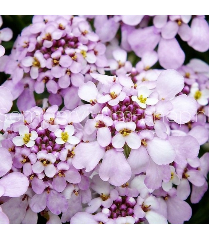 Iberis sempervirens 'Pink Ice'