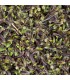 Leptinella squalida 'Platt's Black'