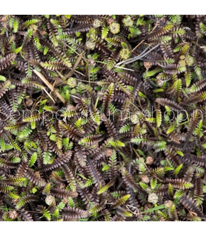 Leptinella squalida 'Platt's Black'