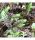 Leptinella squalida 'Platt's Black'