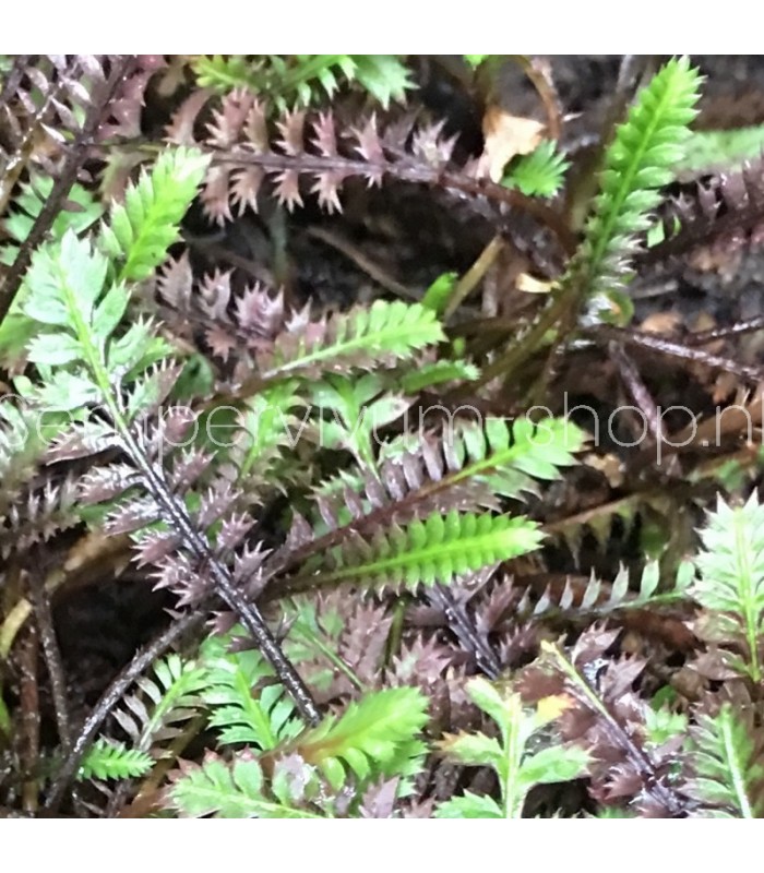 Leptinella squalida 'Platt's Black'