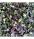 Leptinella squalida 'Platt's Black'