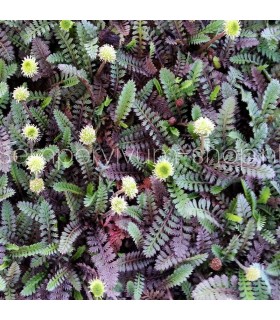 Leptinella squalida 'Platt's Black'