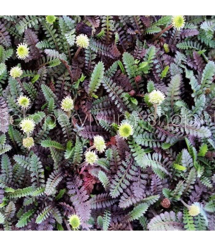Leptinella squalida 'Platt's Black'