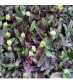 Leptinella squalida 'Platt's Black'