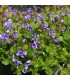 Lindernia grandiflora