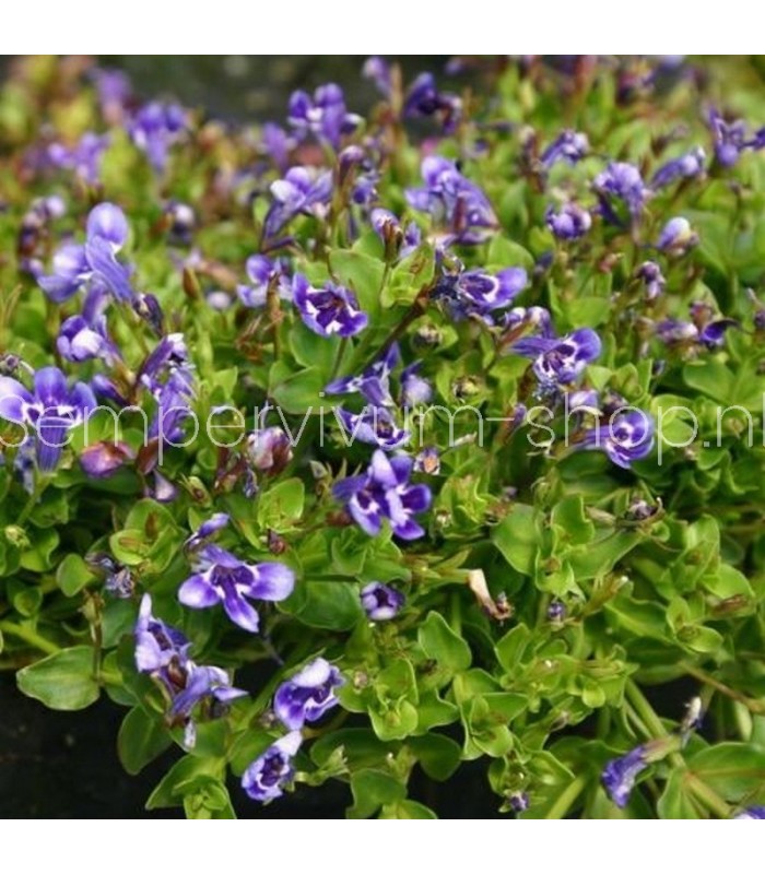 Lindernia grandiflora