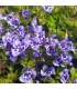 Lindernia grandiflora