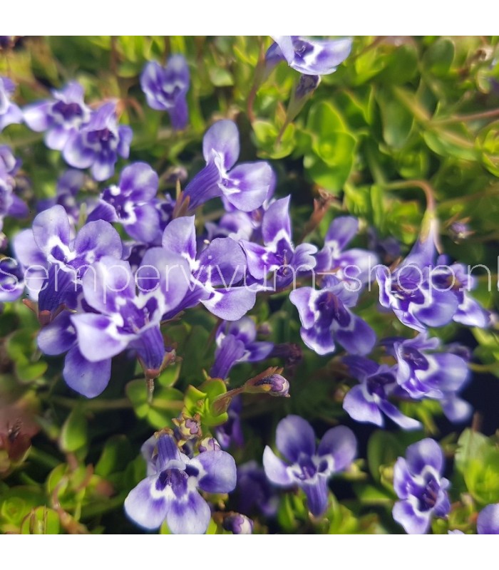 Lindernia grandiflora
