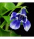 Lindernia grandiflora